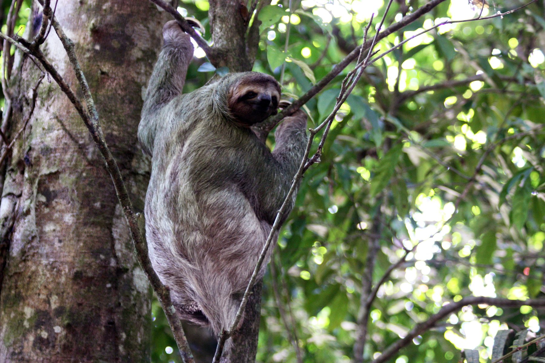 Paresseux à trois doigts observé dans la canopée du parc national Manuel Antonio